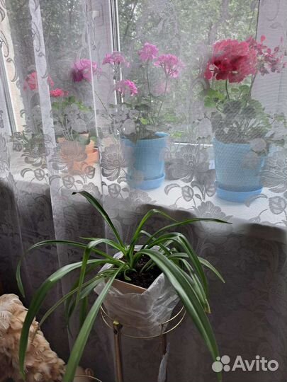 Хлорофитум молоденький