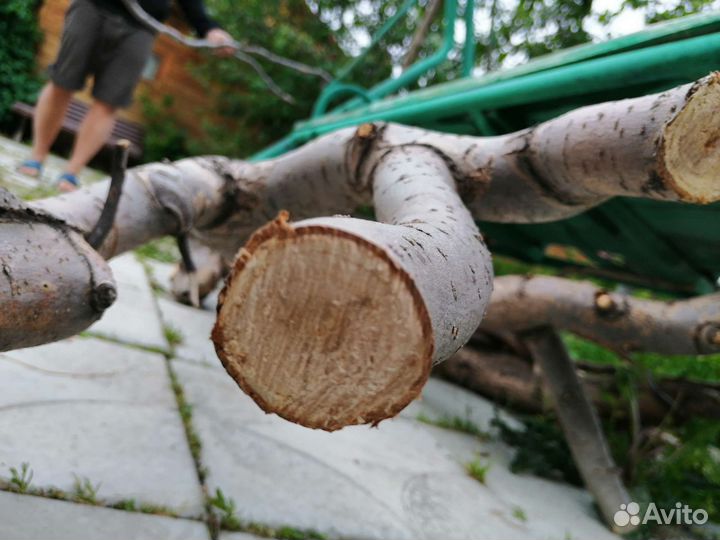 Спилы дерева ивы, для творчества, рукоделия