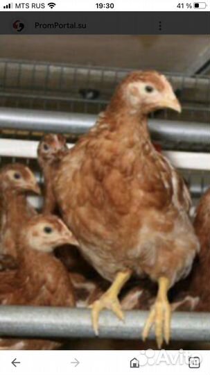 Отборные курочки ломан браун 2мес