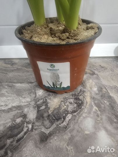 Гиацинт в горшке