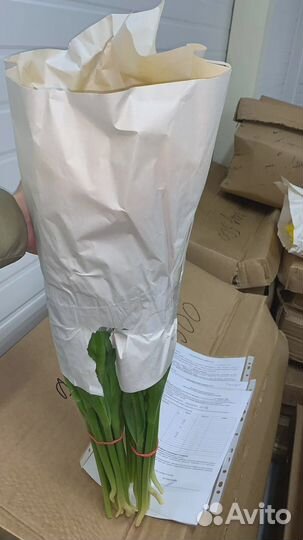 Тюльпаны предзаказ