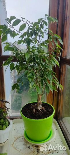 Фикус бенджамина пестролистный