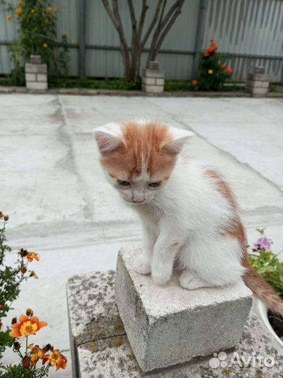 Котенок