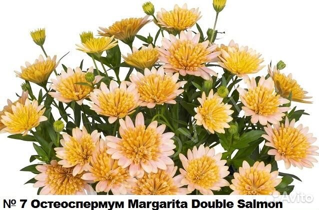 Остеоспермум вегетативный продаю