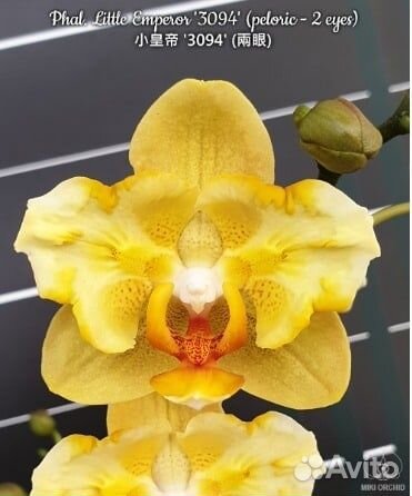 Орхидея бабочка Little Emperor '3094' peloric