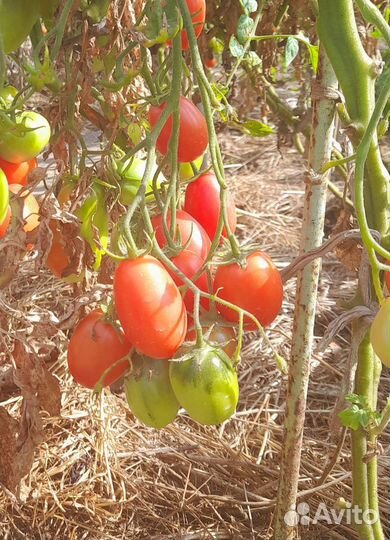 Помидоры домашние