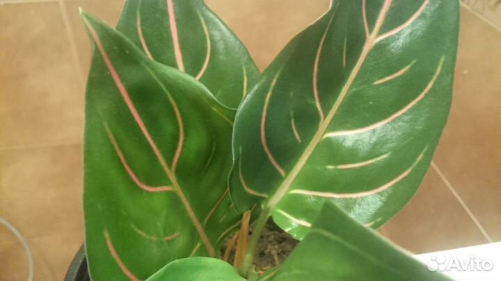 Аглаонема Rotundum
