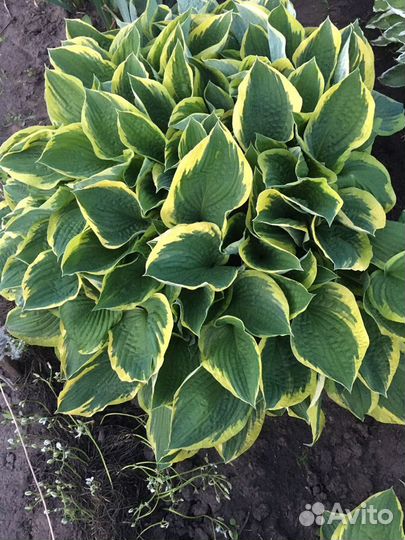 Хоста разный цветов