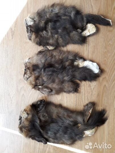 Шкуры соболя