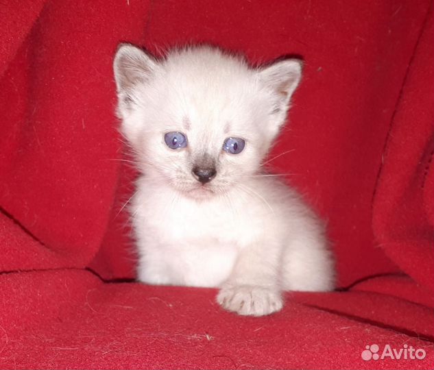 Красивые котята
