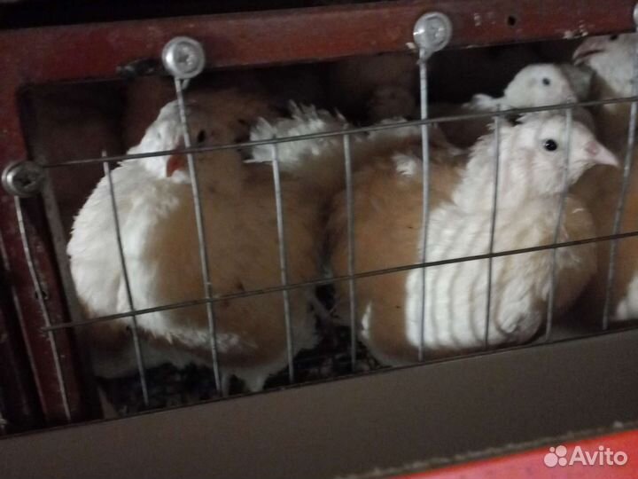 Инкубационное яйцо перепела