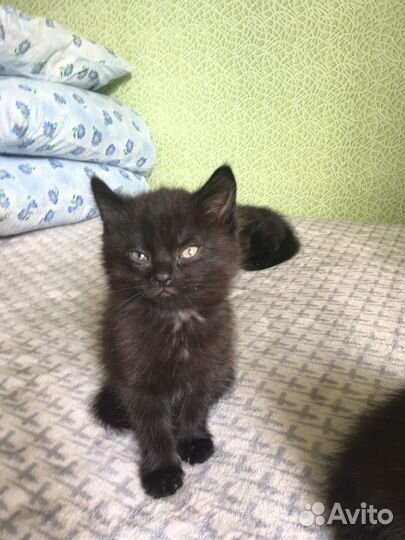 Котята