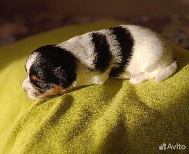 Щенки бивер йорка мальчики