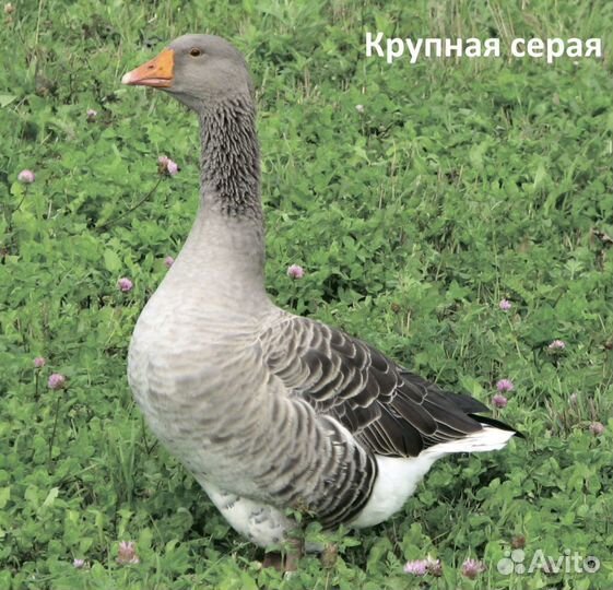 Гуси живым весом