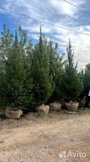 Сосна из питомника 6.45 М