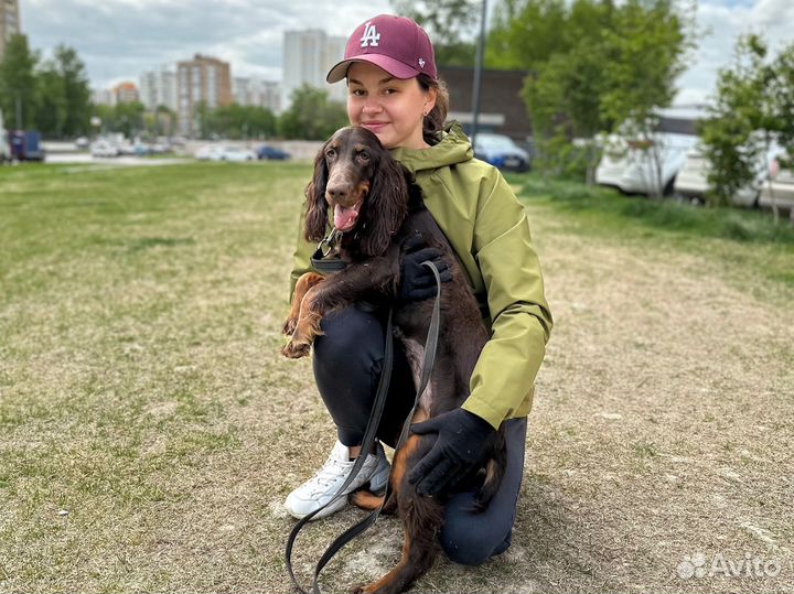 Кинолог, дрессировка собак