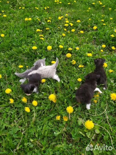 Котята в дар