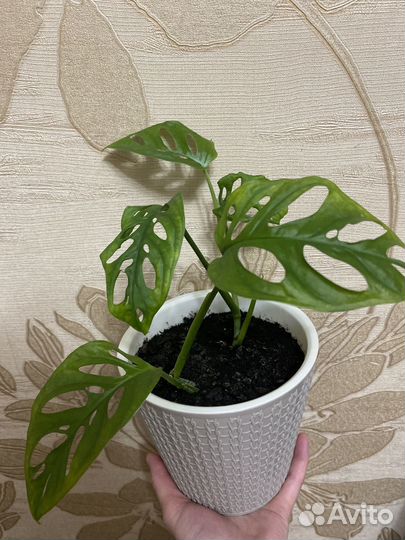 Комнатное растение Монстера Манки