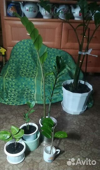 Замиокулькас долларовое дерево