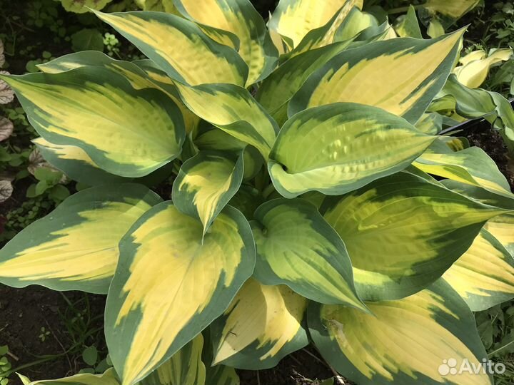 Хосты - королевы тени