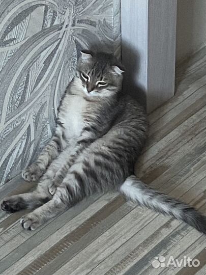 Шотландский вислоухий котёнок бесплатно