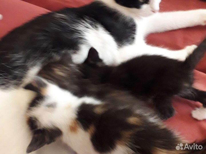 Котята в добрые руки 1 месяц