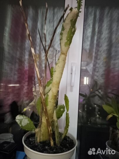 Кактус опунция