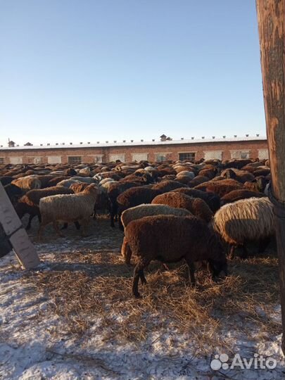 Бараны производители, овцы гиссарской породы