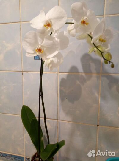 Коллекционные орхидеи