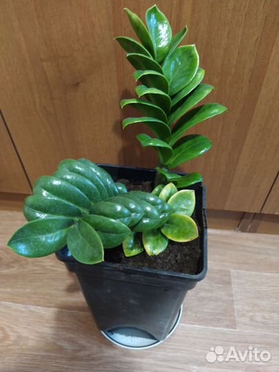 Замиокулькас зензи