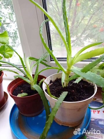 Комнатные цветы