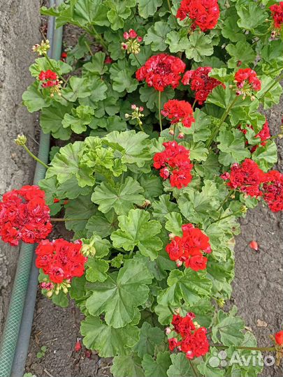 Пеларгония герань