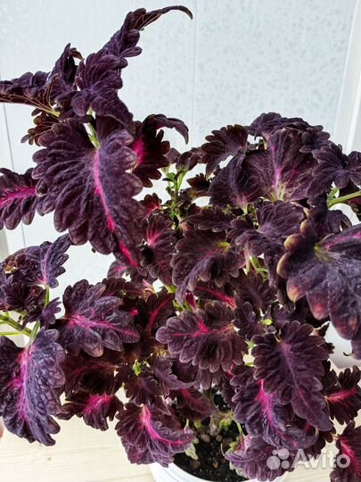 Колеус Черный дракон