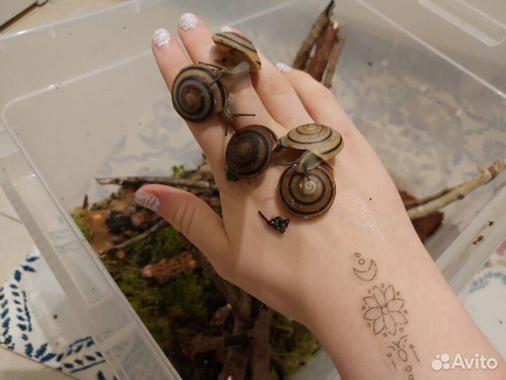 Улитки караколусы