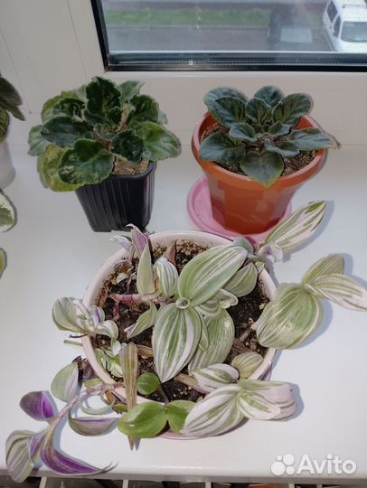 Комнатные растения