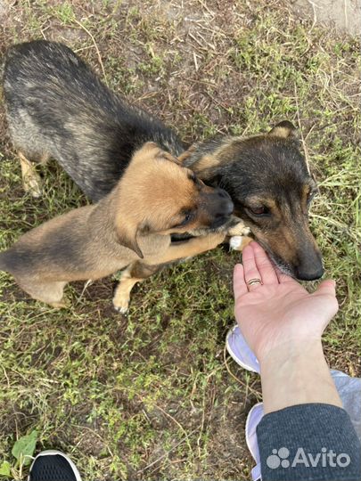 Маленькие собачки щенята