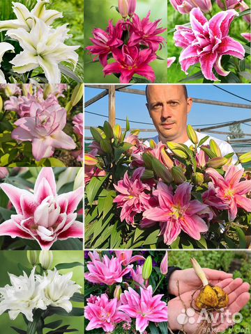 Лилии махровые - из питомника