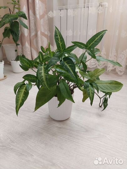 Сингониум ушковидный