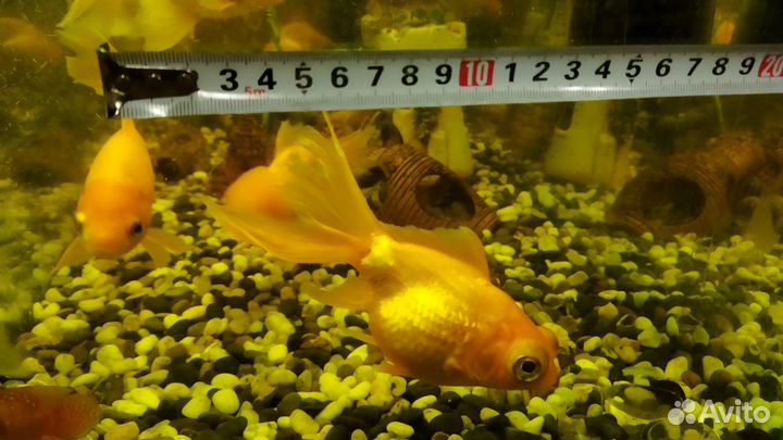 Рыбки золотые