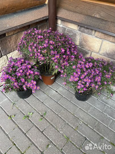 Многолетники Астра Золотарник