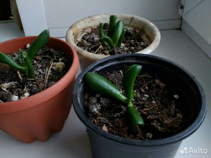 Толстянка хоббит