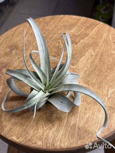 Тилландсия ксерографика