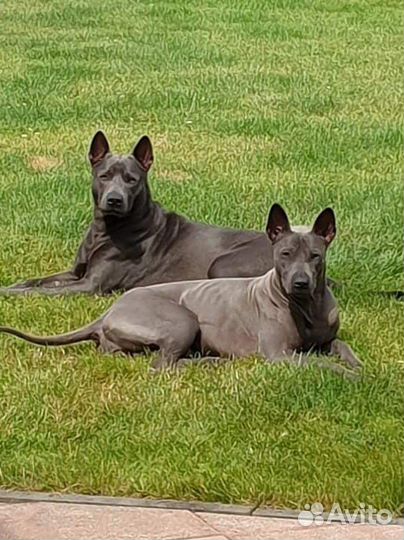 Вязка Тайский риджбек