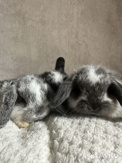 Минилоп кролик декоративный вислоухий