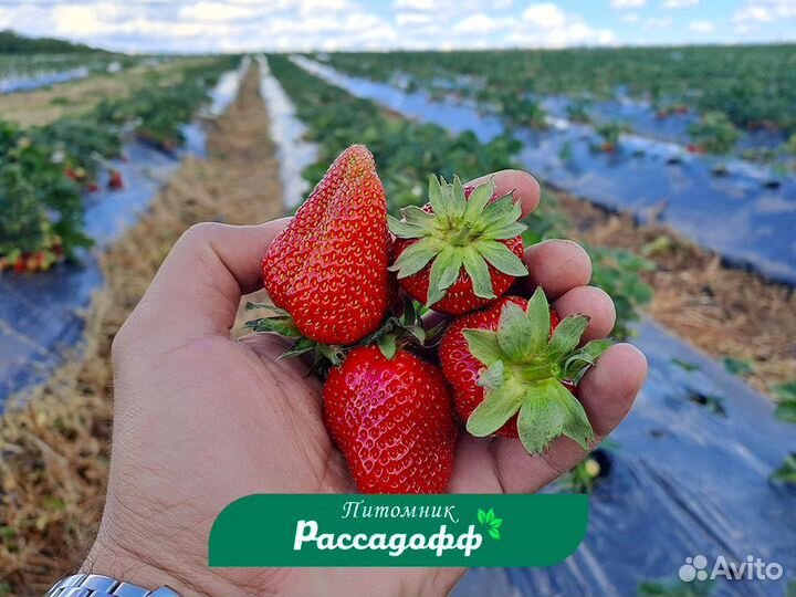 Рассада клубники. Опт от 64 шт