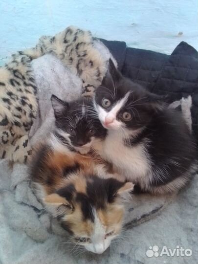 Отдам в добрые руки котят