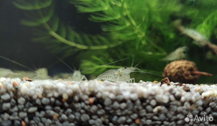 Креветки Амано и Вишни аквариумные
