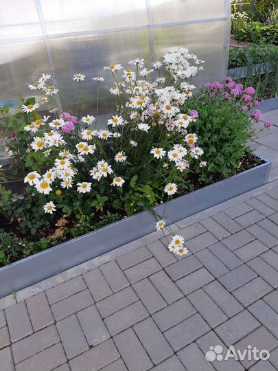 Многолетние садовые цветы