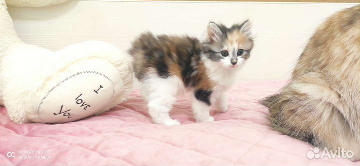 Кошка