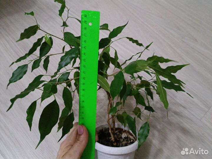 Фикус бенджамина